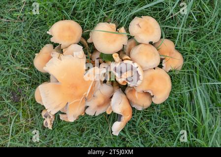 Ein Klumpen wilder, gelber Pilze, die im Herbst in Dumfries und Galloway, Schottland, auf feuchtem Gras wachsen. Die Kiemen sind blassgrau/hellbraun. Stockfoto