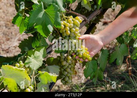 Traubenstrauß an der Rebe in der Kinderhand in Nahaufnahme. Trockener Boden im Hintergrund. Stockfoto