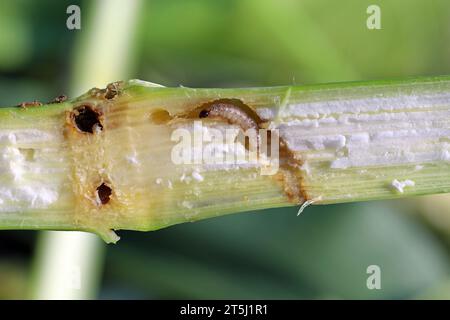 Mais, Mais (Zea Mays). Detail der Stiel durch Maiszünsler (Ostrinia Nubilalis) beschädigt. Stockfoto