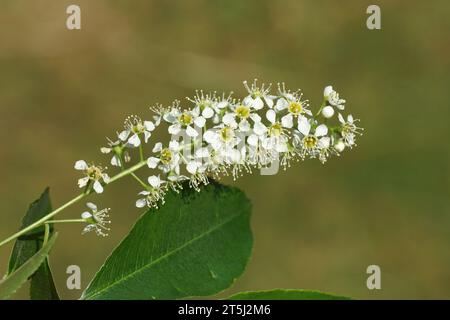 Schließen Sie weiße Blüten der schwarzen Kirsche (Prunus serotina). Familie Rosaceae. Juni, niederländischer Garten. Stockfoto
