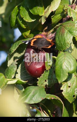 Ein roter Admiral-Schmetterling (Vanessa Atalanta) und ein Wasp (wahrscheinlich Vespula Germanica), der gemeinsam im Herbst in einem Pflaumenbaum verrottende Früchte sammelt Stockfoto