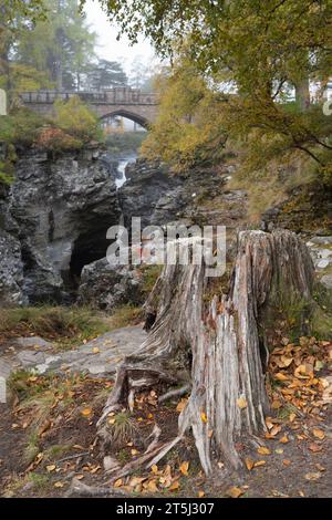 Ein verfallender Baumstumpf in Linn of Dee auf dem Mar Lodge Estate im Cairngorms National Park im Herbst Stockfoto