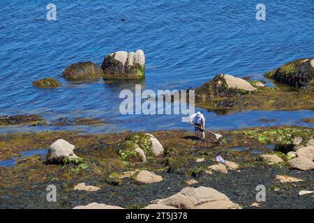 Menschen ernten Muscheln in einer Gezeitenzone bei Ebbe, Bretagne, Frankreich Stockfoto