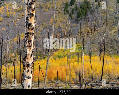 Herbstaspen in einem alten Waldbrandgebiet Stockfoto