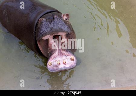 Ein riesiger Nilpferd im Wasser öffnet seinen Mund mit abgesägten Zähnen. Wildtiere in ihrem natürlichen Lebensraum. Afrikanische Tierwelt. Amphibien. Flusspferde - Th Stockfoto