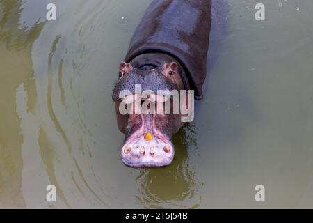 Ein riesiger Nilpferd im Wasser öffnet seinen Mund mit abgesägten Zähnen. Wildtiere in ihrem natürlichen Lebensraum. Afrikanische Tierwelt. Amphibien. Flusspferde - Th Stockfoto