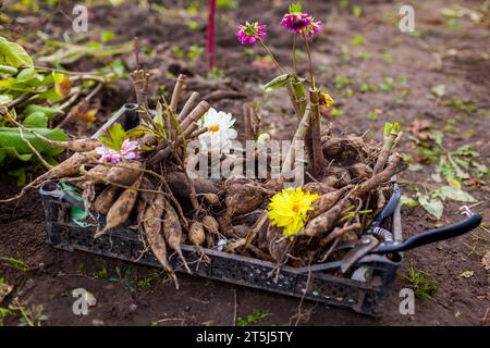 Nahaufnahme von Dahlienknollen in Kiste. Gegraben, zurückgeschnittene Pflanzen. Klumpen bereit für die Überwinterung. Roots werden gespeichert. Herbst Gartensaison Stockfoto