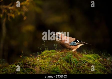 Der Eurasische jay (Garrulus glandarius) ist eine Art von Passerinvogel. Stockfoto