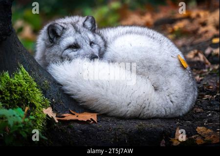 Polarfuchs (Vulpes lagopus), auch bekannt als Weißfuchs, Polarfuchs oder Schneepuchs, ist ein kleiner Fuchs, der zur Familie der Canidae gehört. Stockfoto
