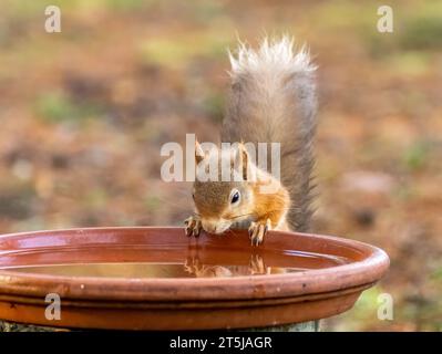 Süßes und durstiges kleines schottisches Eichhörnchen, das Wasser trinkt Stockfoto