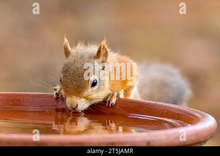 Süßes und durstiges kleines schottisches Eichhörnchen, das Wasser trinkt Stockfoto