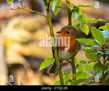 Robin Rothamme, die auf dem Zweig eines Busches mit grünen Blättern im Wald thront Stockfoto