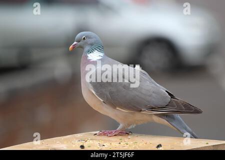 Armando Pigeon blickt links auf einen Vogeltisch. Stockfoto