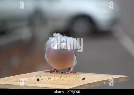 Armando Pigeon blickt geradeaus Stockfoto