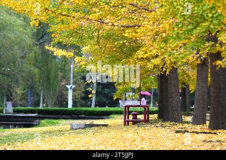 QINGDAO, CHINA – 4. NOVEMBER 2023 – Ein Student spaziert neben Ginkgobäumen im Regen an der Shandong University of Science and Technology in den USA Stockfoto