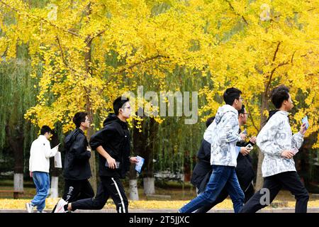 QINGDAO, CHINA - 4. NOVEMBER 2023 - Studenten laufen auf der Ginkgo Avenue an der Shandong University of Science and Technology in der West Coast New Area Stockfoto