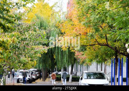 QINGDAO, CHINA – 4. NOVEMBER 2023 – Studentinnen und Studenten spazieren im Spätherbst auf dem Campus der Shandong University of Science and Technology im West Co Stockfoto