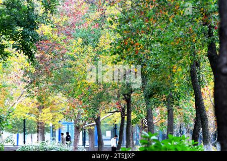 QINGDAO, CHINA – 4. NOVEMBER 2023 – Studentinnen und Studenten spazieren im Spätherbst auf dem Campus der Shandong University of Science and Technology im West Co Stockfoto