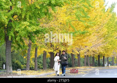 QINGDAO, CHINA - 4. NOVEMBER 2023 - Studenten spazieren in der Nähe von Ginkgobäumen an der Shandong University of Science and Technology an der Westküste New Are Stockfoto