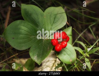 Bunchberry Pflanze (Cornus canadensis) wächst im Chippewa National Forest im Norden von Minnesota, USA Stockfoto