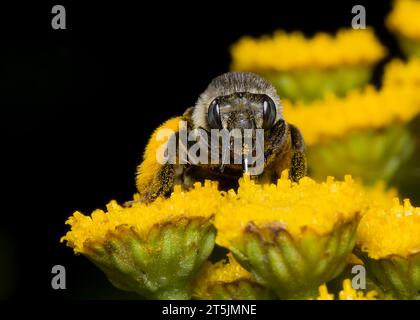 Die Hummel (Bombus) bestäubt die gewöhnliche Tansy Blume (Tanacetum vulgare) im Chippewa National Forest im Norden von Minnesota, USA Stockfoto