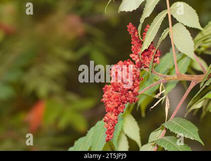 Herbstfrucht von Staghorn Sumac (Rhus typhina) im Chippewa National Forest im Norden von Minnesota USA Stockfoto