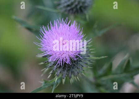 Wilde schottische Thistle am Straßenrand Stockfoto