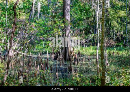 Im Lake Fausse Pointe State Park, Louisiana, USA, befindet sich ein Baldcypress Sumpf mit Knien im flachen Wasser Stockfoto