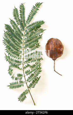 Jacaranda Baum Blatt und Samenkapsel Nahaufnahme isoliert auf weißem Hintergrund, flach gelegen mit einem Kopierraum Stockfoto