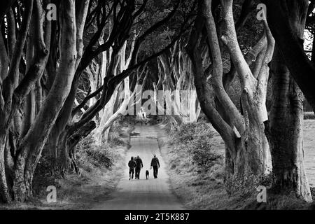 Blick auf Touristen, die durch die Dark Hedges Avenue of Trees in Nordirland wandern Stockfoto