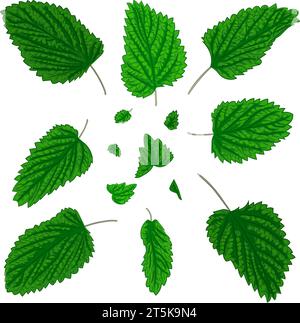 Farbdarstellung frischer grüner Minzblätter. Vektor-Illustration duftender frischer grüner Minzblätter. Bild von Pfefferminzblättern im Vektor. Stock Vektor