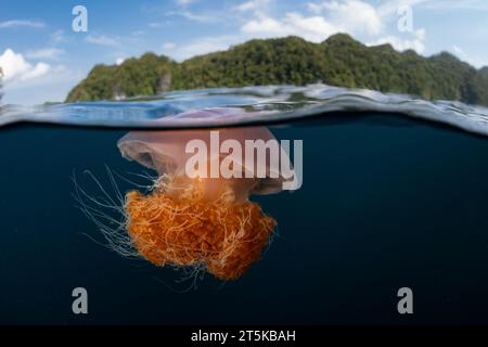 Eine Qualle driftet in der Meeresströmung in der Nähe einer Insel in Raja Ampat, Indonesien. Wenn sie zu nah an Riffen sind, dienen Quallen als Nahrung für viele Arten. Stockfoto