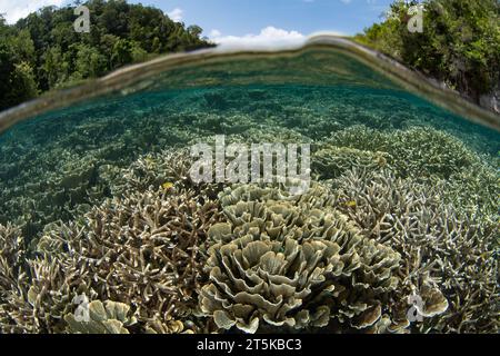 Eine Vielzahl gesunder Korallen gedeihen an einem wunderschönen, flachen Riff in Raja Ampat. Diese abgelegene, tropische Gegend ist bekannt als das Herz des Korallendreiecks. Stockfoto