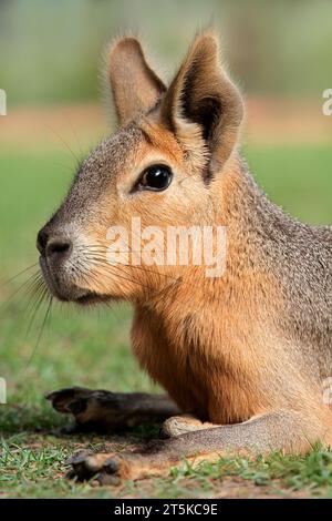 Porträt einer patagonische Maras (Dolichotis Patagonum), Argentinien Stockfoto