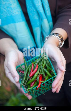 Frauenhände halten einen kleinen Korb mit frisch geernteten Bio-Chili-Paprika auf dem Bauernmarkt. Stockfoto