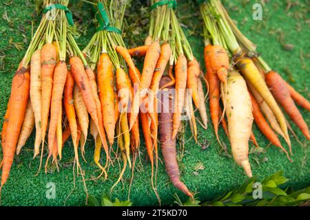 Frisch gepflückte Auswahl an Bio-Karotten auf dem Bauernmarkt. Stockfoto