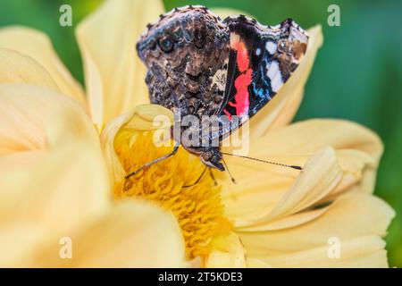 Indischer roter Admiral-Schmetterling sammelt Nektar auf einer gelben Blumennaht. Vanessa vulcania Stockfoto