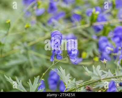 Schöne Herbstblume hörte von blauem Azurblau von Monk's Hood, einer giftigen Pflanze, die als Gift verwendet wird. Aconitum carmichaelii Arendsii. Aconitum blaue Blüten auf g Stockfoto