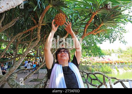 Stadt Sanya, Hainan – 31. März 2019: Eine Dame pflückt Jackfrüchte auf der Insel Wuzhizhou，Stadt Sanya, Provinz Hainan, China Stockfoto