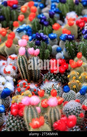 Dekorative blühende Kakteen in Töpfen. Verkauf von dekorativen Pflanzen. Floristik. Stockfoto