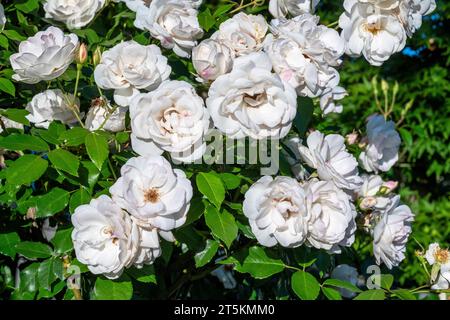 Weiße Eisbergrosen Blüten. Clifton Hill, Victoria, Australien Stockfoto