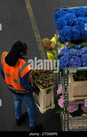 AALSMEER, NIEDERLANDE - 6. SEPTEMBER 2022. Aalsmeer Flower Auction ist die größte Blumenauktion der Welt; rund 20 Millionen Blumen werden verkauft Stockfoto