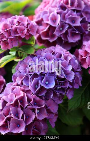 Schöne violette und rosa Hortensie oder hortensia Blume aus nächster Nähe. Blühende Hortensie Macrophylla-Büsche. Künstlerischer natürlicher Hintergrund. Blüte in Blüte Stockfoto