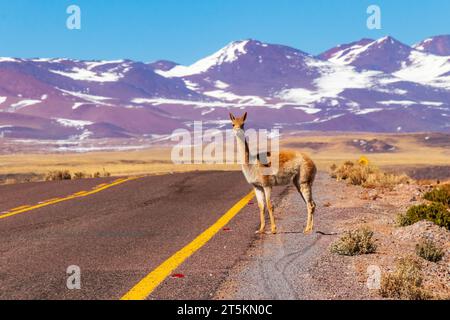 Ein einziger Vicuña wartet am Rande einer Straße, die von Bergen hoch oben in den Anden überblickt wird, in der Nähe von San Pedro de Atacama, Chile. Stockfoto