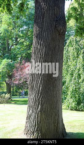 Baumstamm im öffentlichen Stadtpark ohne Leute im Sommer Stockfoto