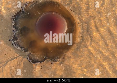 Quallen im Meer aus der Nähe. Eine Qualle schwimmt an die Wasseroberfläche. Stockfoto