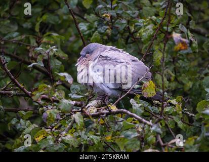 Ein Juv. Holztaube Columba Palumbus, der in einem Gartenapfelbaum thront und aussieht, als würde er die Auswirkungen des nassen Wetters spüren. North Norfolk Großbritannien Stockfoto