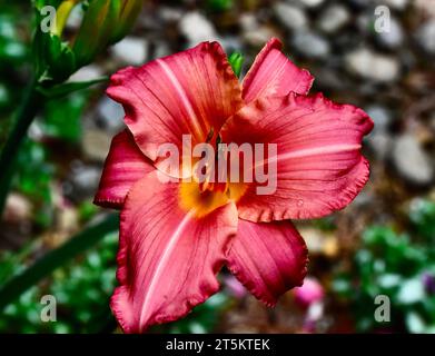 Eine Nahaufnahme von Daylily "Rosy kehrt zurück" Blumen Stockfoto