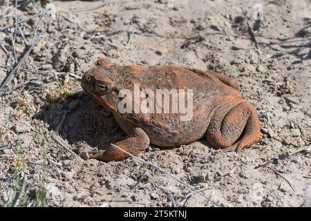 Nahaufnahme einer Cane Toad (Rhinella Marina), einem in Australien eingeführten Schädling Stockfoto