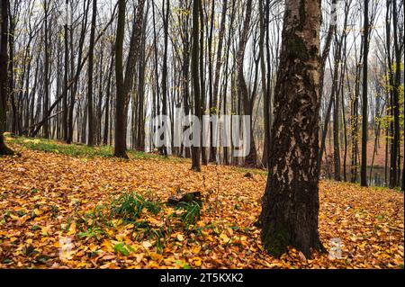 Pfad durch Park am Ufer des Flusses. Goldene Herbstlandschaft mit Bäumen und bunten gelben Blättern Stockfoto